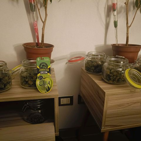 Jamaican Dream by Gólaga growlog timeline photo