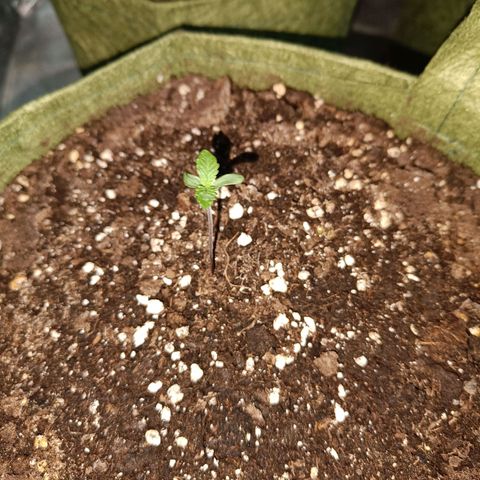 Jack 47 F1 by Gólaga growlog timeline photo