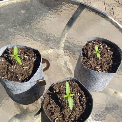 Magnum Sandita growlog timeline photo