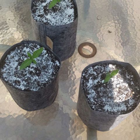 Magnum Sandita growlog timeline photo