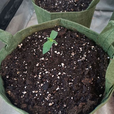 Jack 47 F1 by Gólaga growlog timeline photo