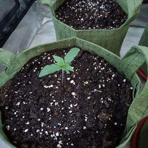 Jack 47 F1 by Gólaga growlog timeline photo