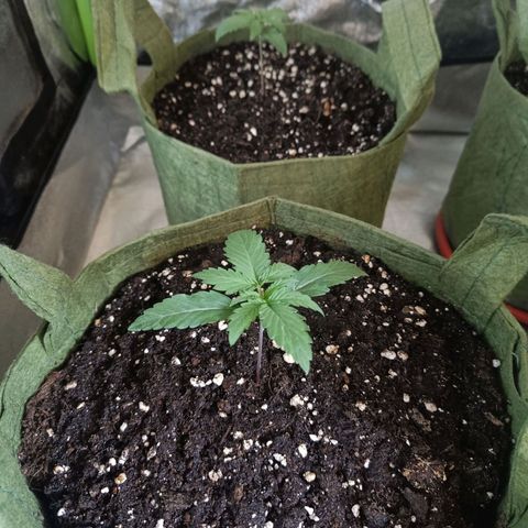 Jack 47 F1 by Gólaga growlog timeline photo