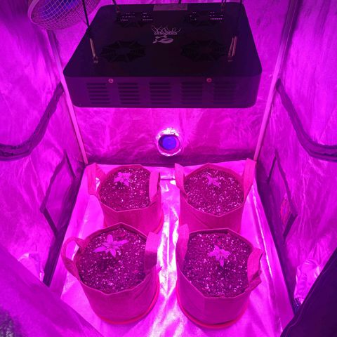 Jack 47 F1 by Gólaga growlog timeline photo