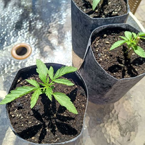 Magnum Sandita growlog timeline photo