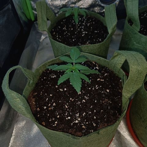 Jack 47 F1 by Gólaga growlog timeline photo