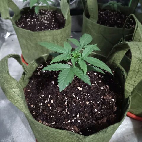 Jack 47 F1 by Gólaga growlog timeline photo