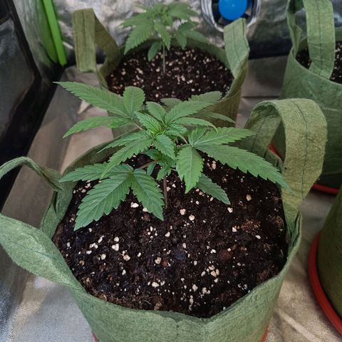 Jack 47 F1 by Gólaga growlog timeline photo