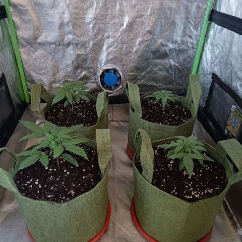 Jack 47 F1 by Gólaga growlog timeline photo