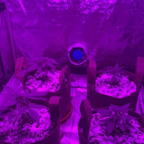 Jack 47 F1 by Gólaga growlog timeline photo