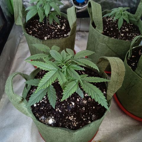 Jack 47 F1 by Gólaga growlog timeline photo