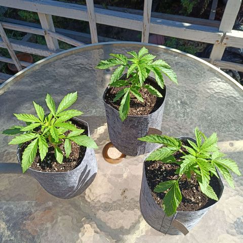 Magnum Sandita growlog timeline photo