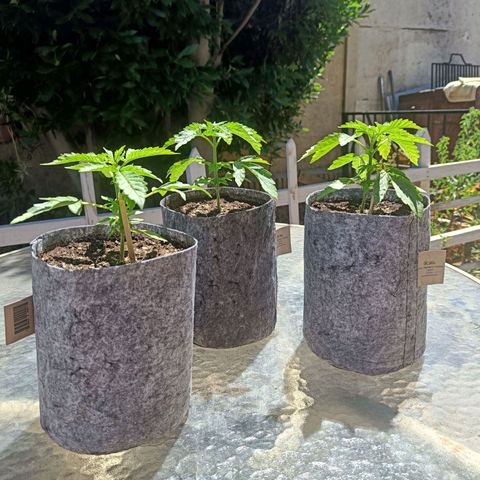 Magnum Sandita growlog timeline photo