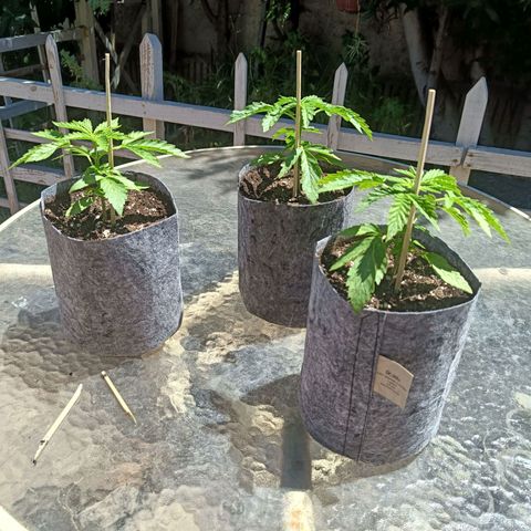 Magnum Sandita growlog timeline photo