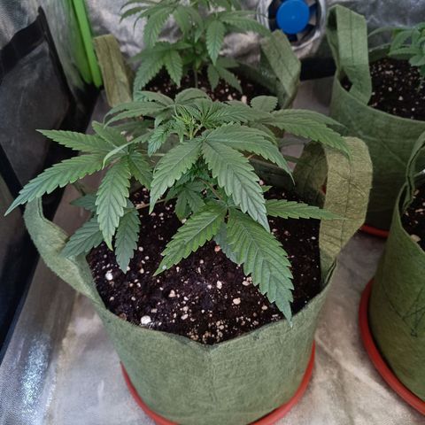 Jack 47 F1 by Gólaga growlog timeline photo