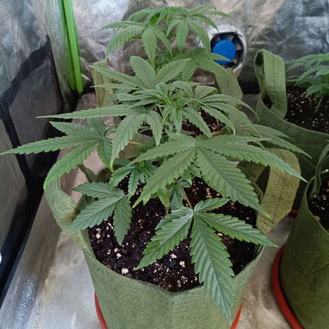 Jack 47 F1 by Gólaga growlog timeline photo