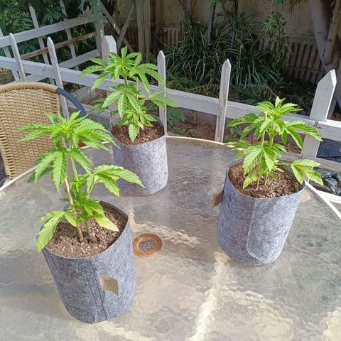 Magnum Sandita growlog timeline photo