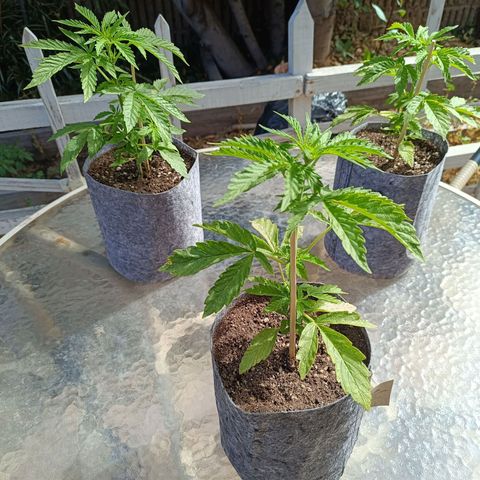 Magnum Sandita growlog timeline photo
