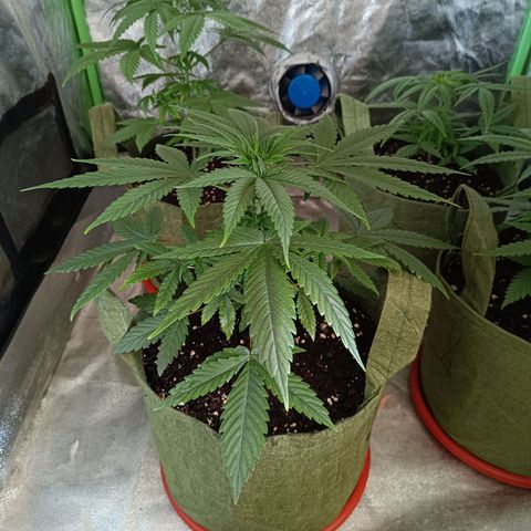 Jack 47 F1 by Gólaga growlog timeline photo