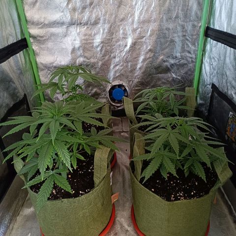 Jack 47 F1 by Gólaga growlog timeline photo