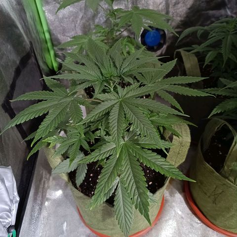 Jack 47 F1 by Gólaga growlog timeline photo