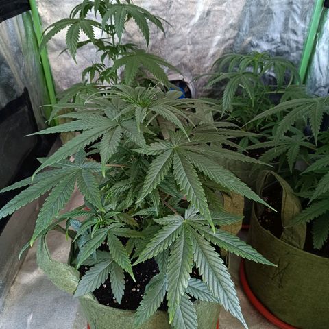 Jack 47 F1 by Gólaga growlog timeline photo
