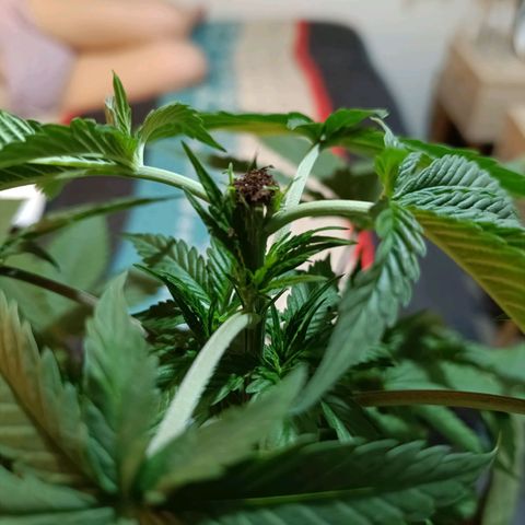 Jack 47 F1 by Gólaga growlog timeline photo