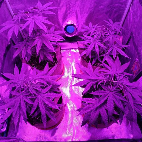 Jack 47 F1 by Gólaga growlog timeline photo