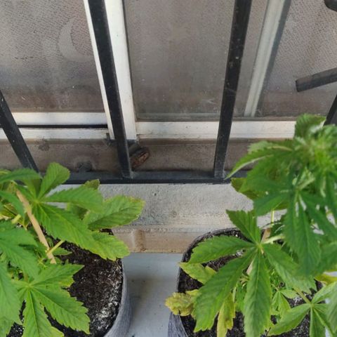 Magnum Sandita growlog timeline photo