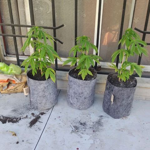Magnum Sandita growlog timeline photo