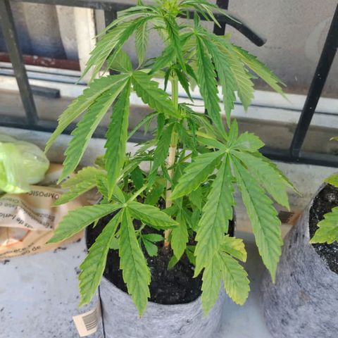 Magnum Sandita growlog timeline photo