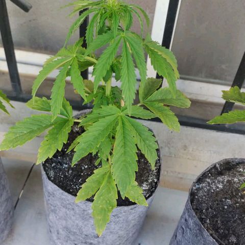 Magnum Sandita growlog timeline photo