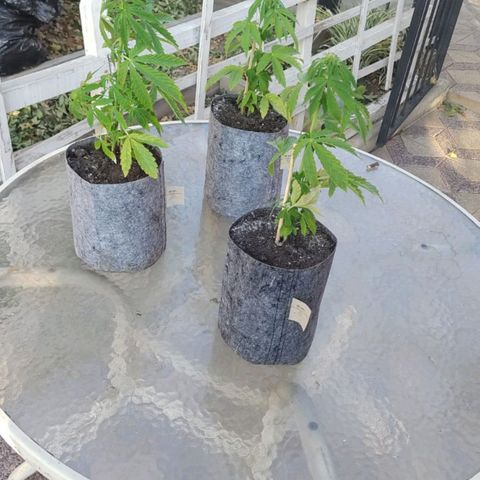 Magnum Sandita growlog timeline photo