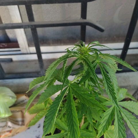 Magnum Sandita growlog timeline photo