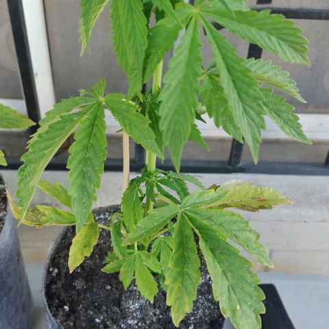 Magnum Sandita growlog timeline photo