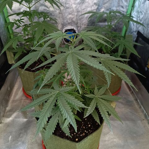 Jack 47 F1 by Gólaga growlog timeline photo
