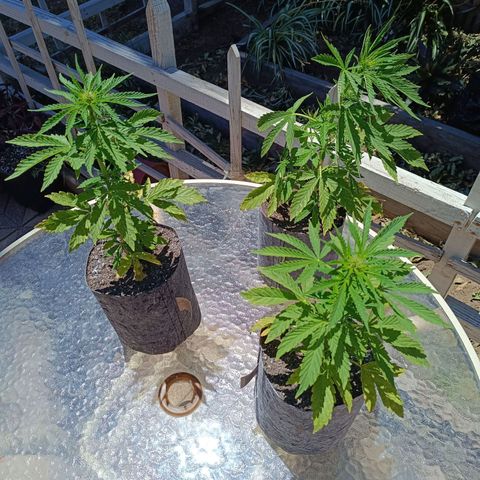 Magnum Sandita growlog timeline photo