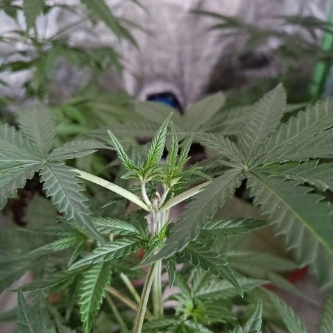 Jack 47 F1 by Gólaga growlog timeline photo