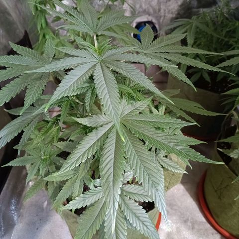 Jack 47 F1 by Gólaga growlog timeline photo