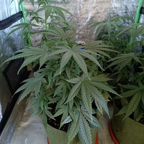 Jack 47 F1 by Gólaga growlog timeline photo
