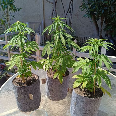 Magnum Sandita growlog timeline photo