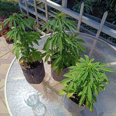 Magnum Sandita growlog timeline photo