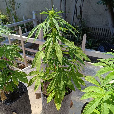 Magnum Sandita growlog timeline photo