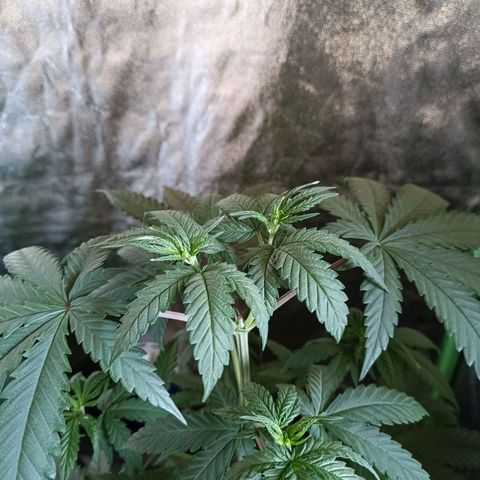 Jack 47 F1 by Gólaga growlog timeline photo