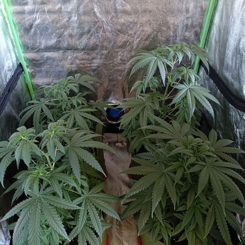 Jack 47 F1 by Gólaga growlog timeline photo