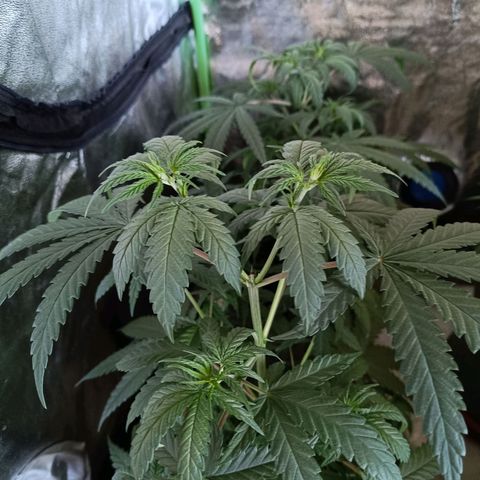 Jack 47 F1 by Gólaga growlog timeline photo
