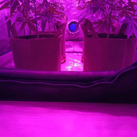Jack 47 F1 by Gólaga growlog timeline photo