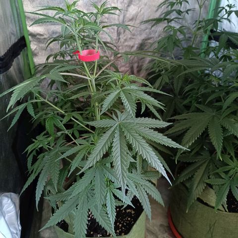 Jack 47 F1 by Gólaga growlog timeline photo