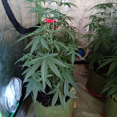 Jack 47 F1 by Gólaga growlog timeline photo