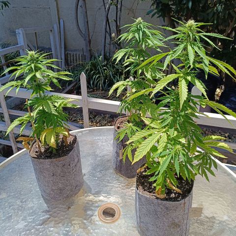 Magnum Sandita growlog timeline photo